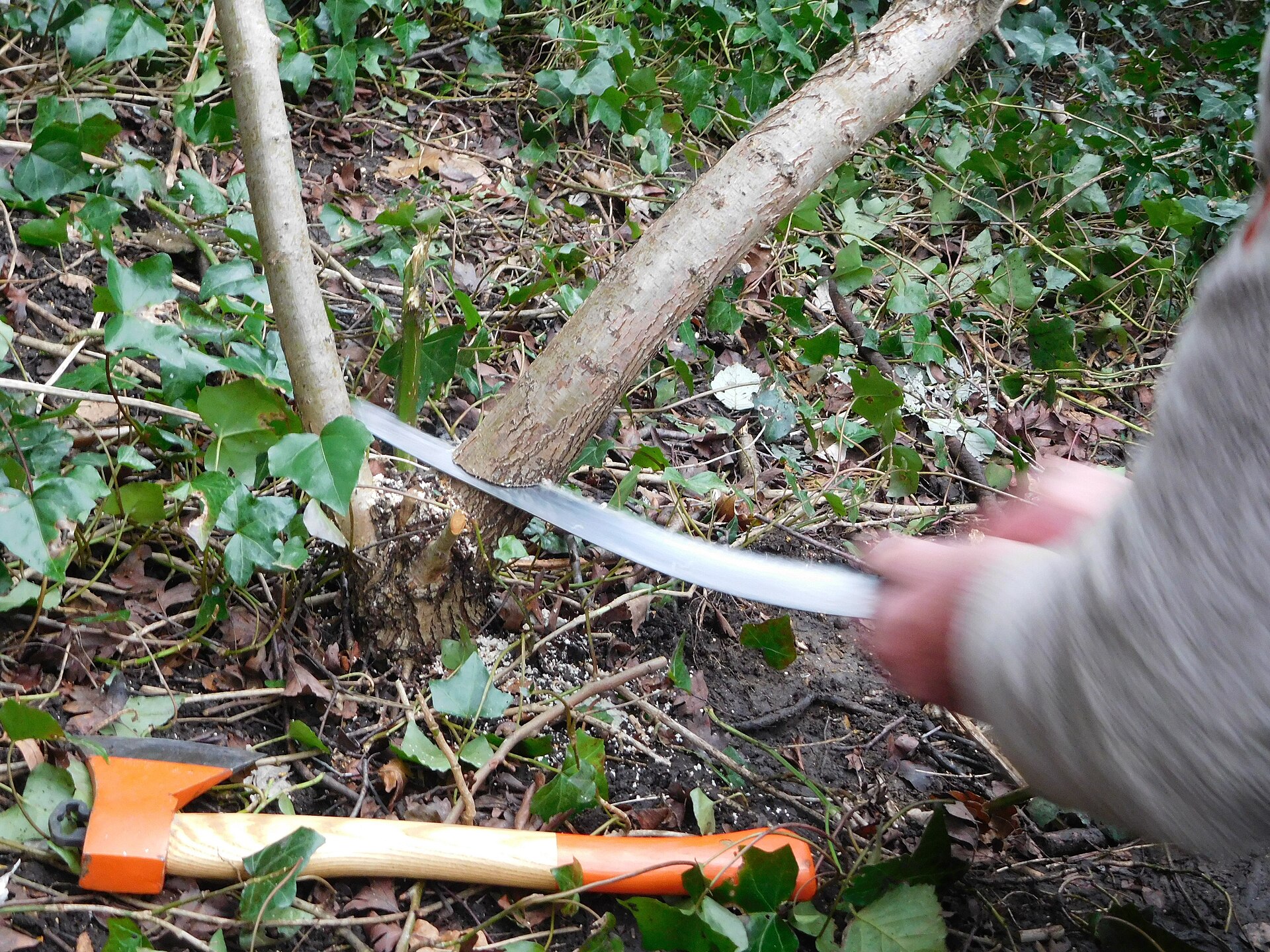 Starting the pleacher with a pruning saw.jpg — illustrating Secateurs vs Loppers vs Pruning Saw: The Real Difference