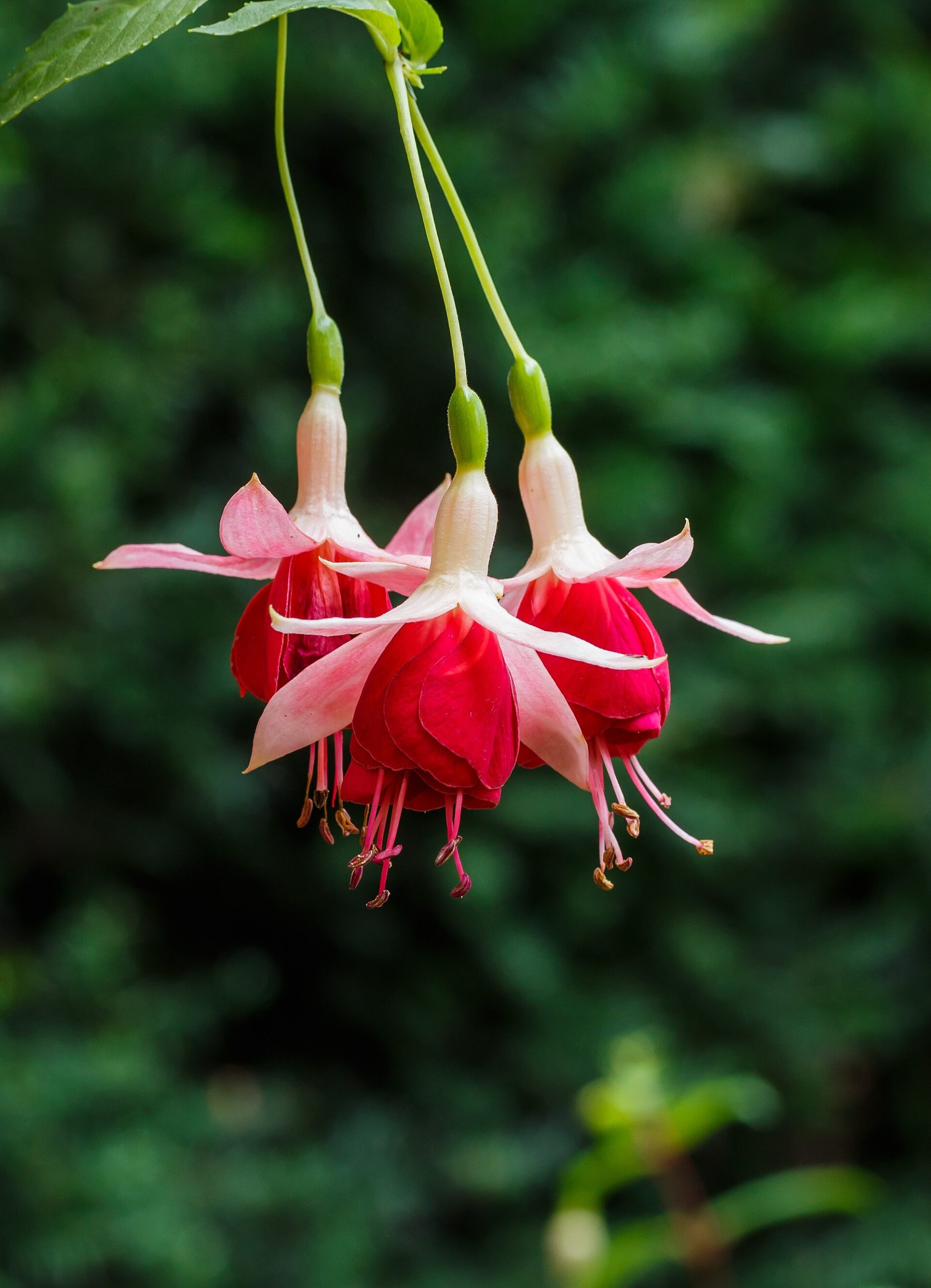 Fuchsia 'Aladna's Sander'.jpg — illustrating Sheet Sander vs Orbital Sander: What’s the Real Difference?