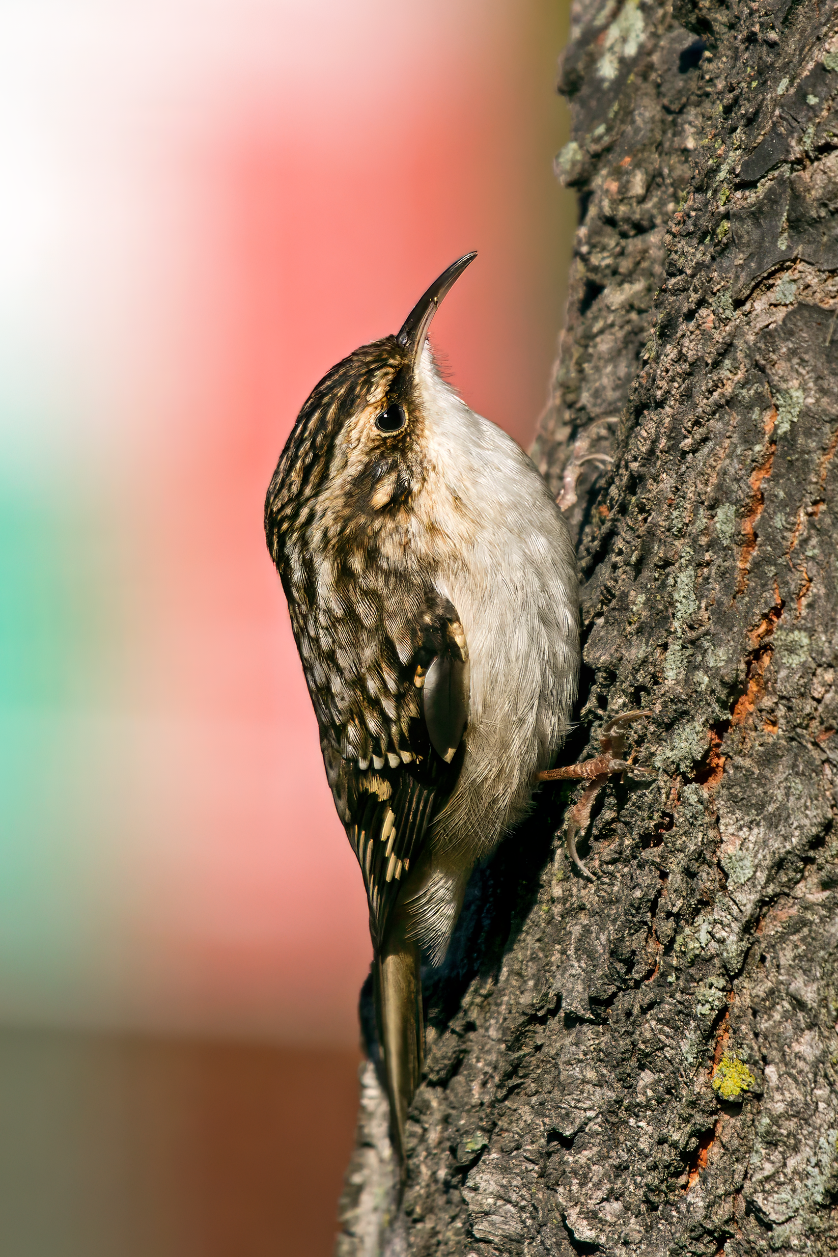 Brown creeper (Certhia americana) in Center City, Philadelphia, PA, USA.png — illustrating What Is a Creeper and What Makes a Good One?